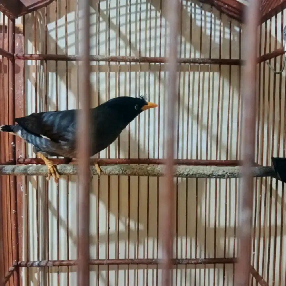 Burung jalak mata putih