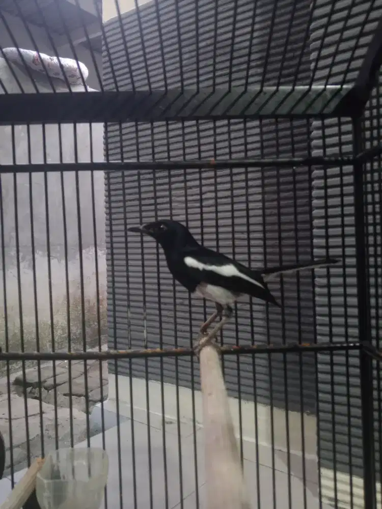 Kacer Ori jawa barat Gacor