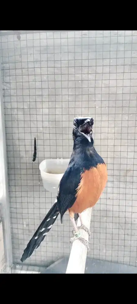 Murai Batu Ekor Hitam Prestaai