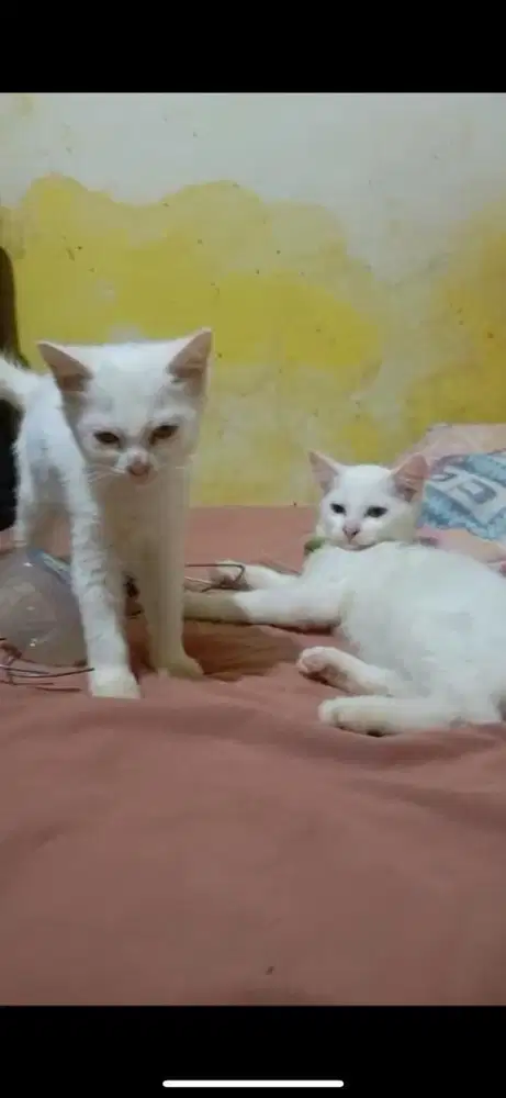 KUCING PERSIA JANTAN DAN BETINA