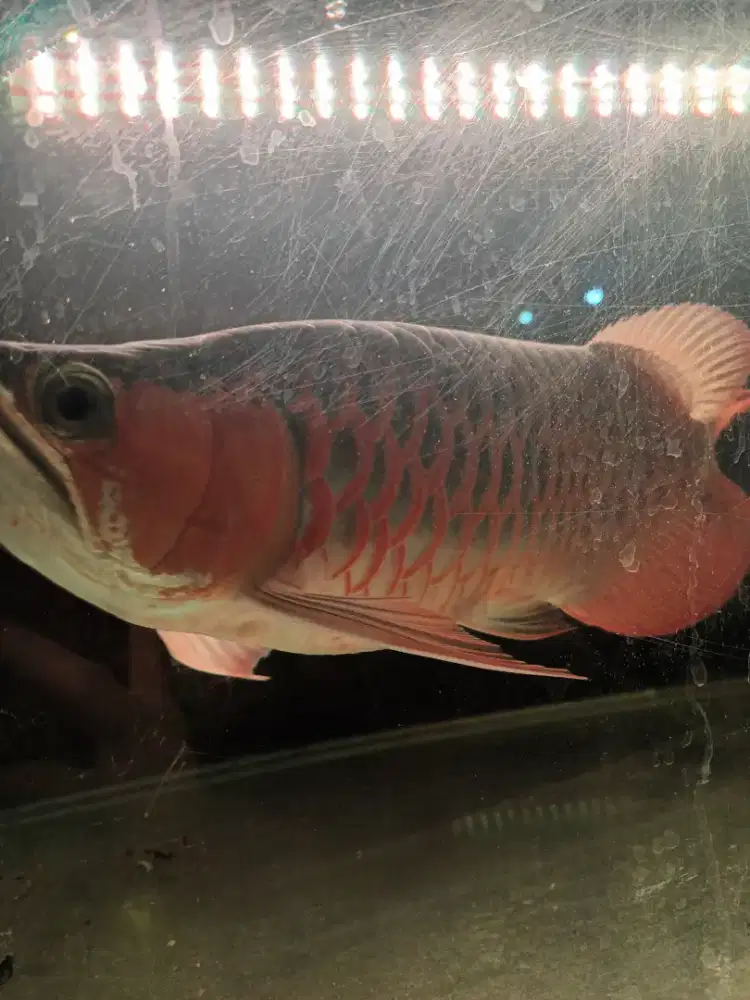 Jual Ikan Arwana Super Red Chili