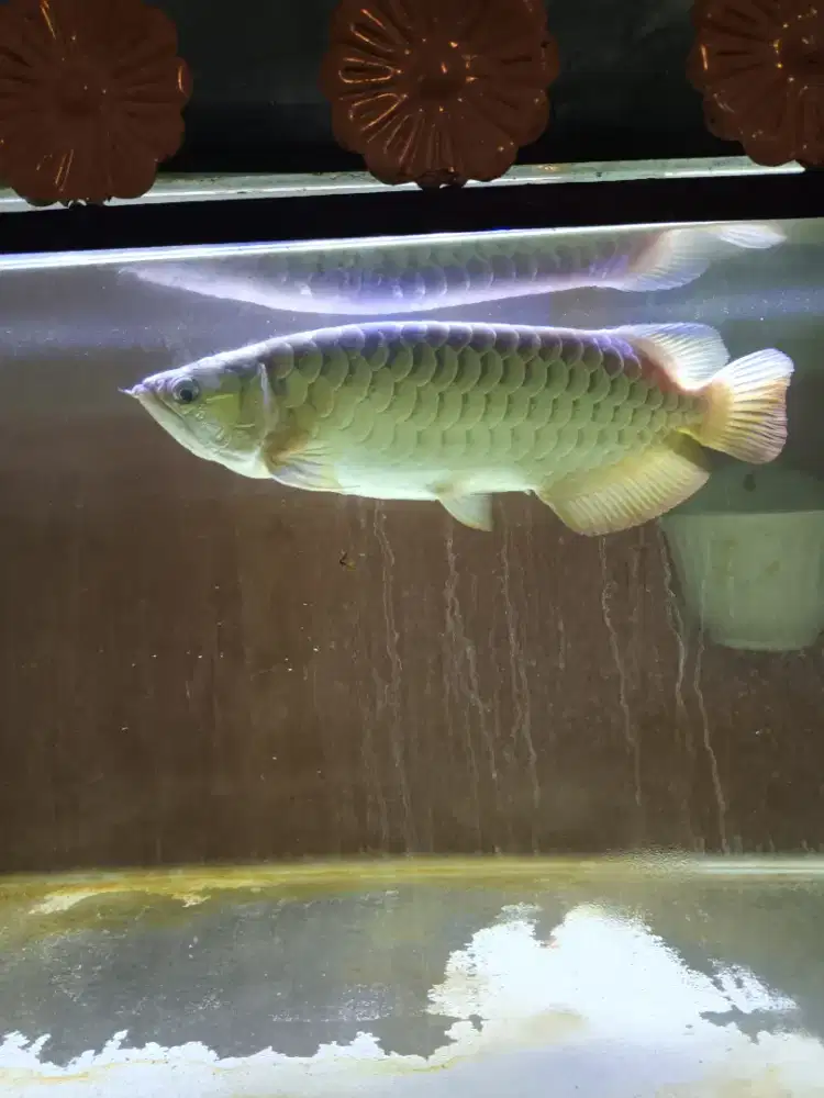 Jual ikan Arwana Golden Red