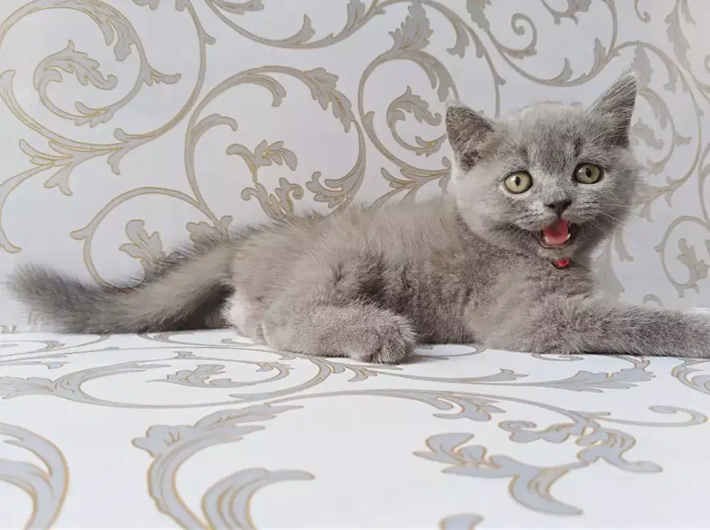 Kucing bsh blue jantan NP