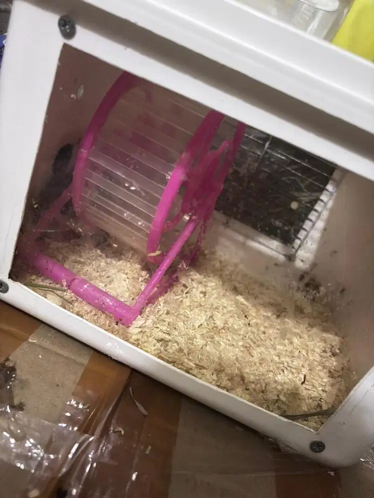 Long hair syrian+kandang dan mainan