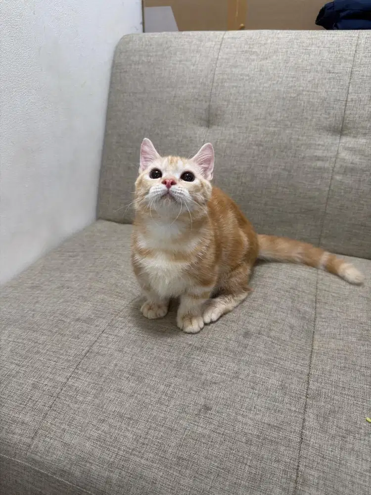 MUNCHKIN GAELIC JANTAN 4,5 bulan