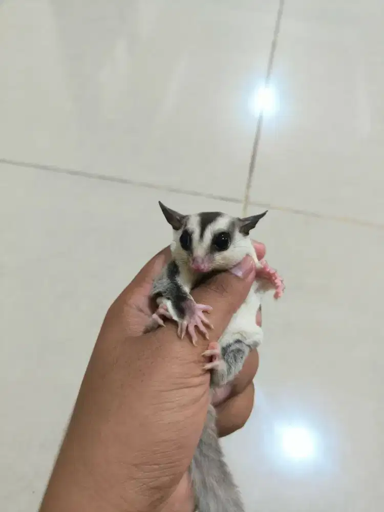 Sugar Glider White Face het Platinum Betina