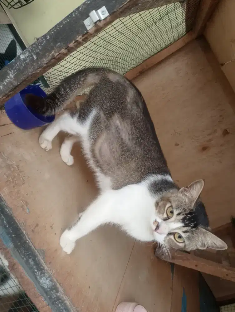 Mixdom betina usia 6 bulan