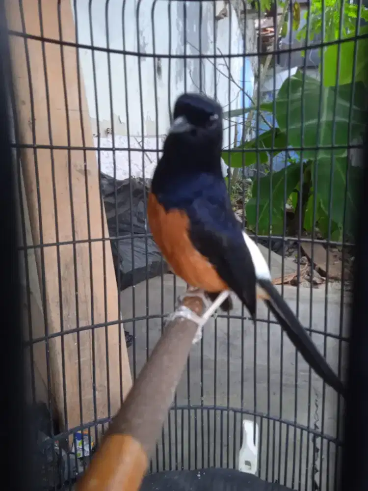 Murai gacor x prestasi 2,5  burja