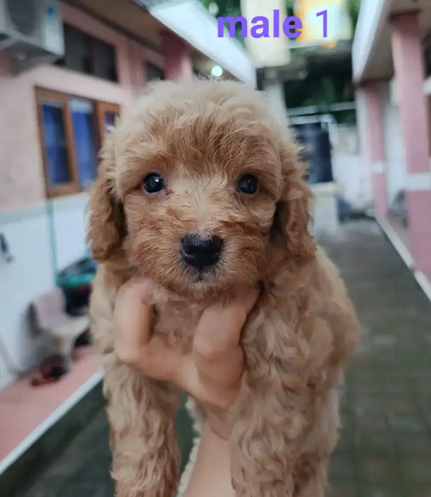 Puppy toy red poodle