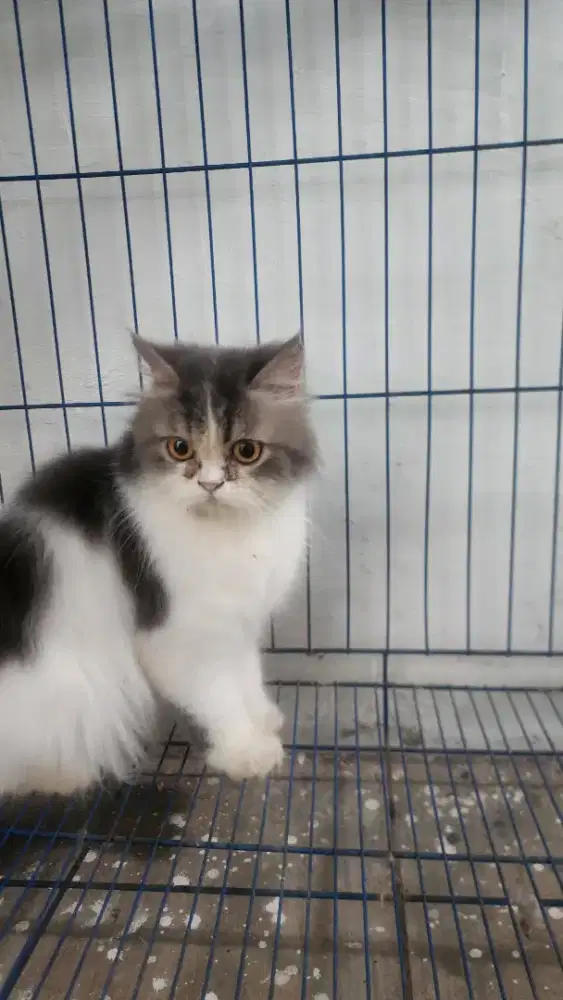Lepas Adopt Kucing Persia Betina
