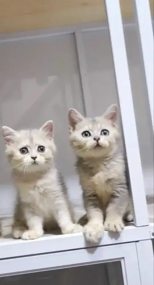 BSH golden blue 2.5 bln jantan