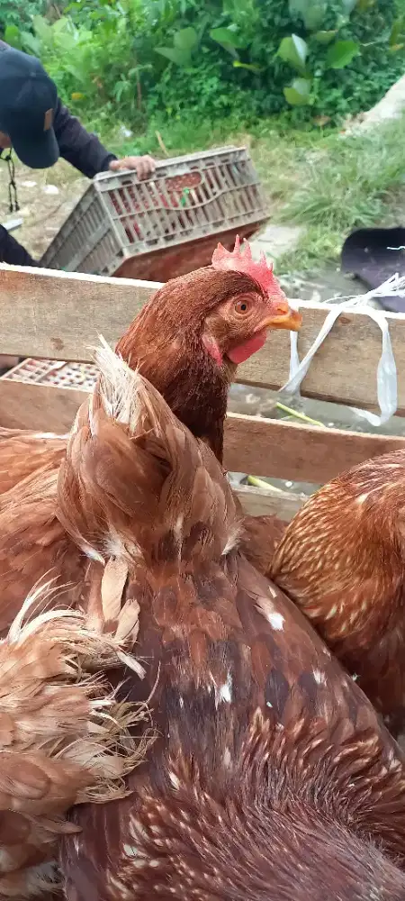 Ayam Petelur Usia Produktif 23/25 Minggu
