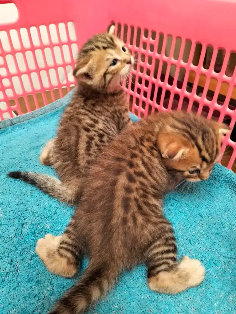 Kitten Scottish mix bsh sepasang