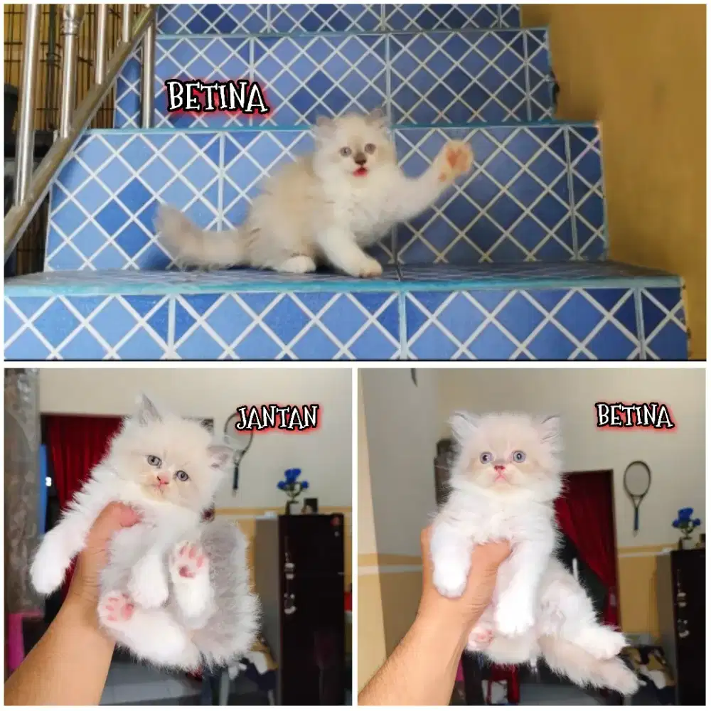 Kucing Ragdoll Bicolor