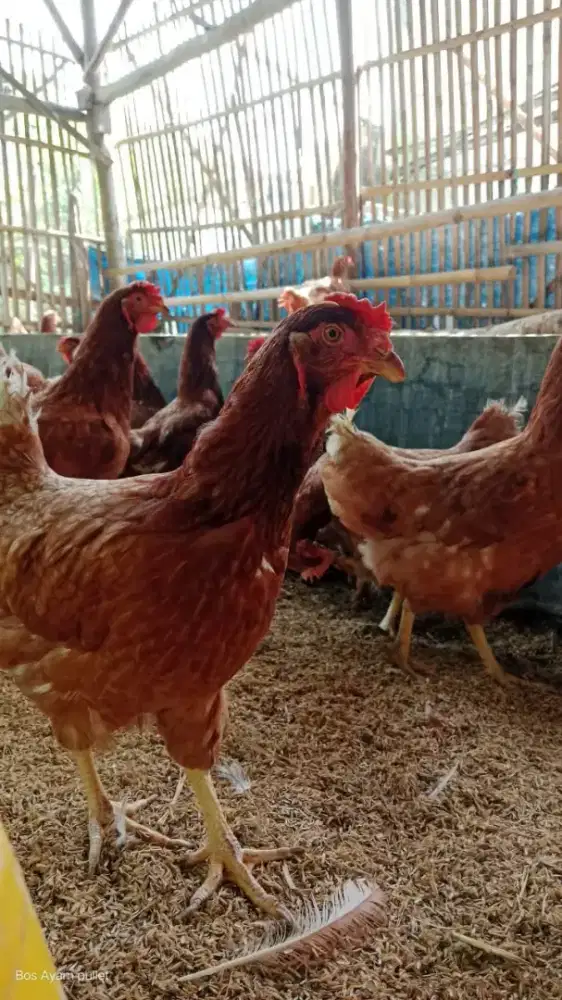 Ayam Petelur Usia 25/27 Minggu Siap Cetak Telur