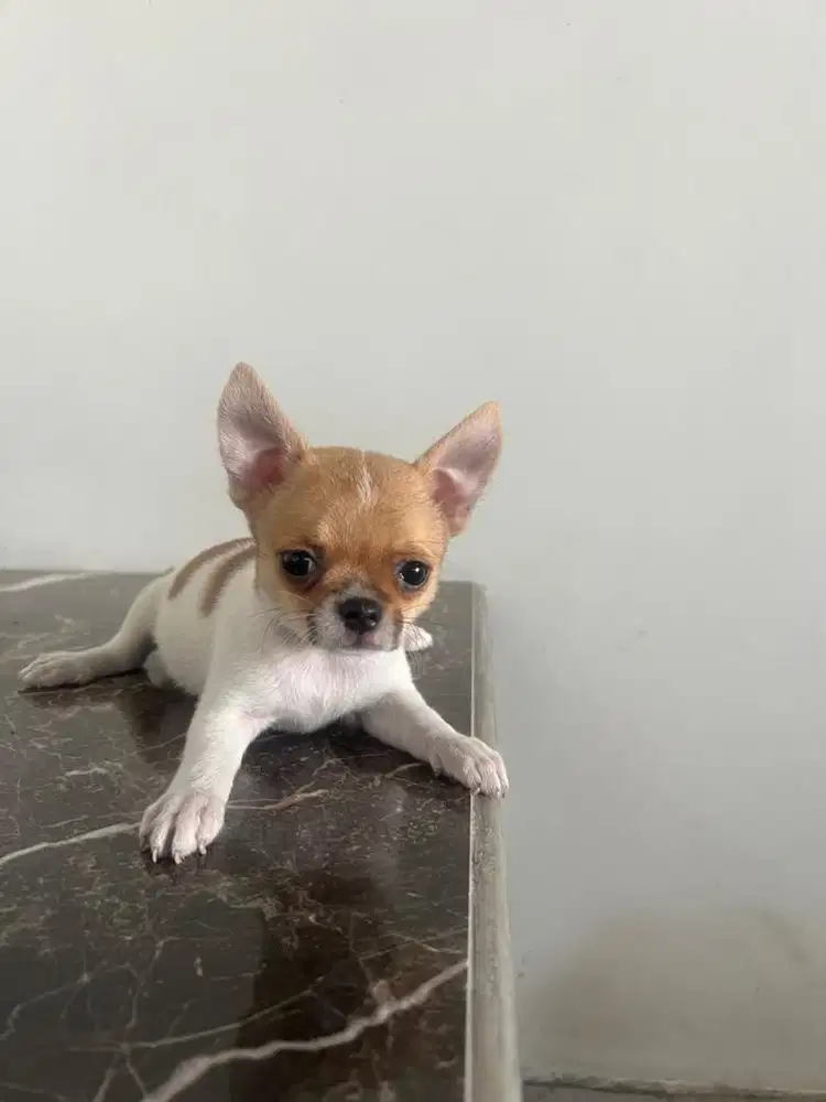 Anjing chihuahua pure breed jantan