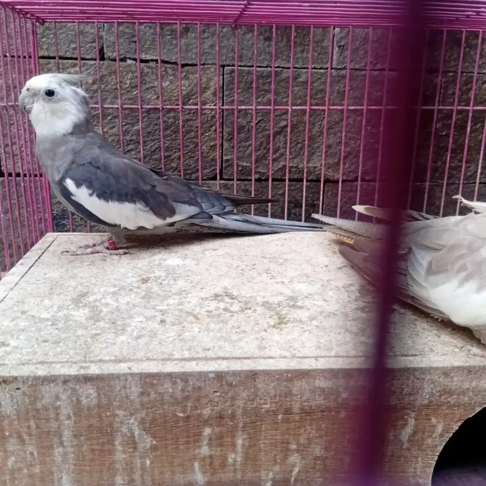 Falk indukan wf dan grey