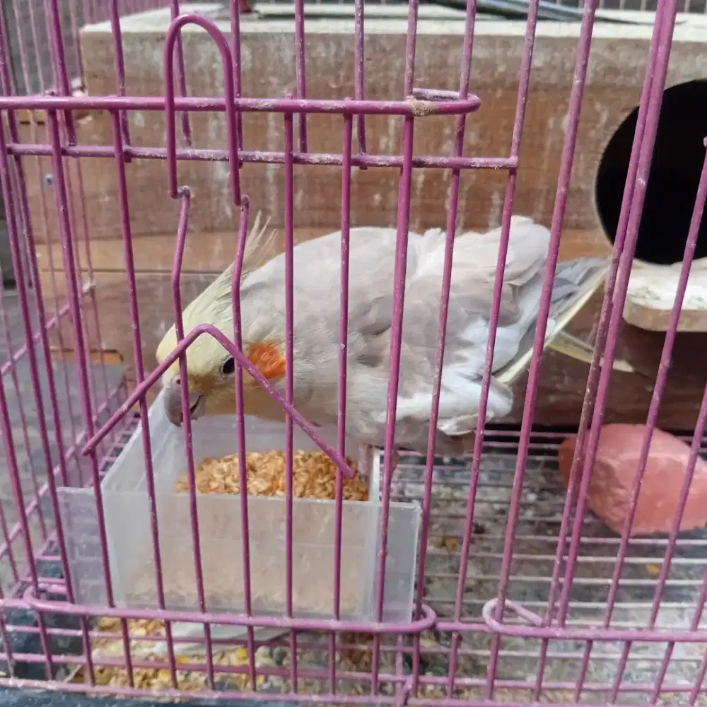 Falk indukan wf dan grey