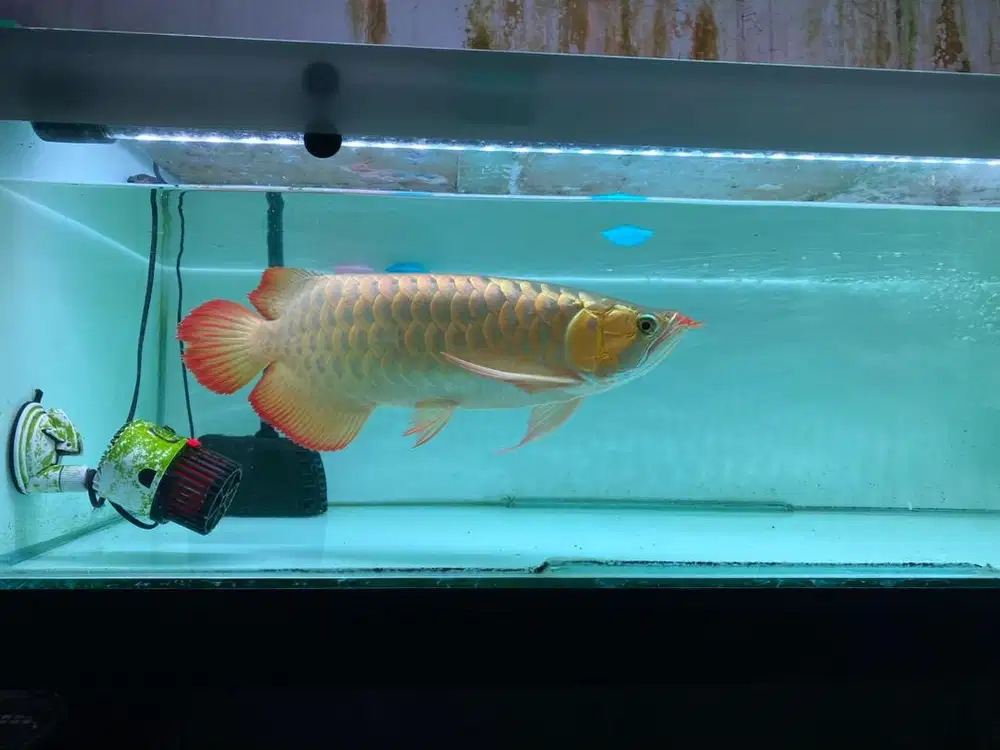 Ikan Arwana cakep body petak metalic kencang 45cm