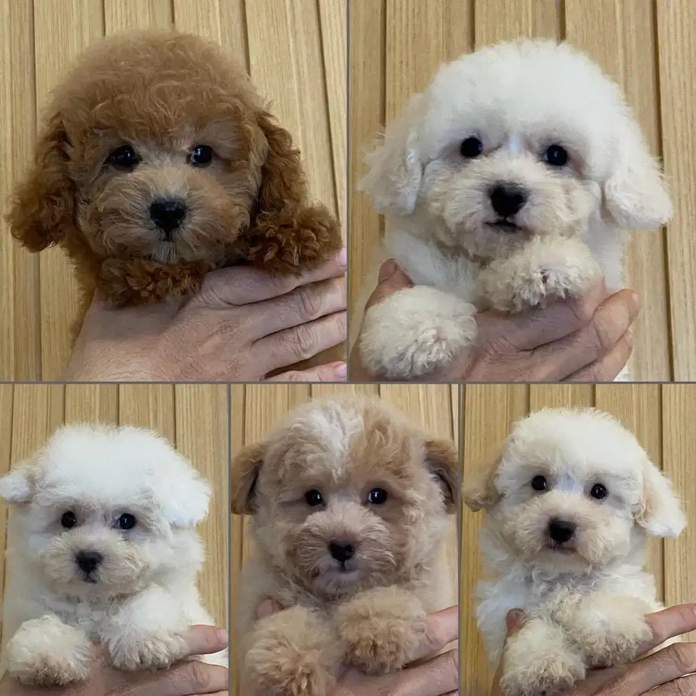 Toy poodle jantan betina