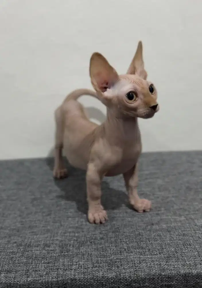 Kitten sphynx bambino betina