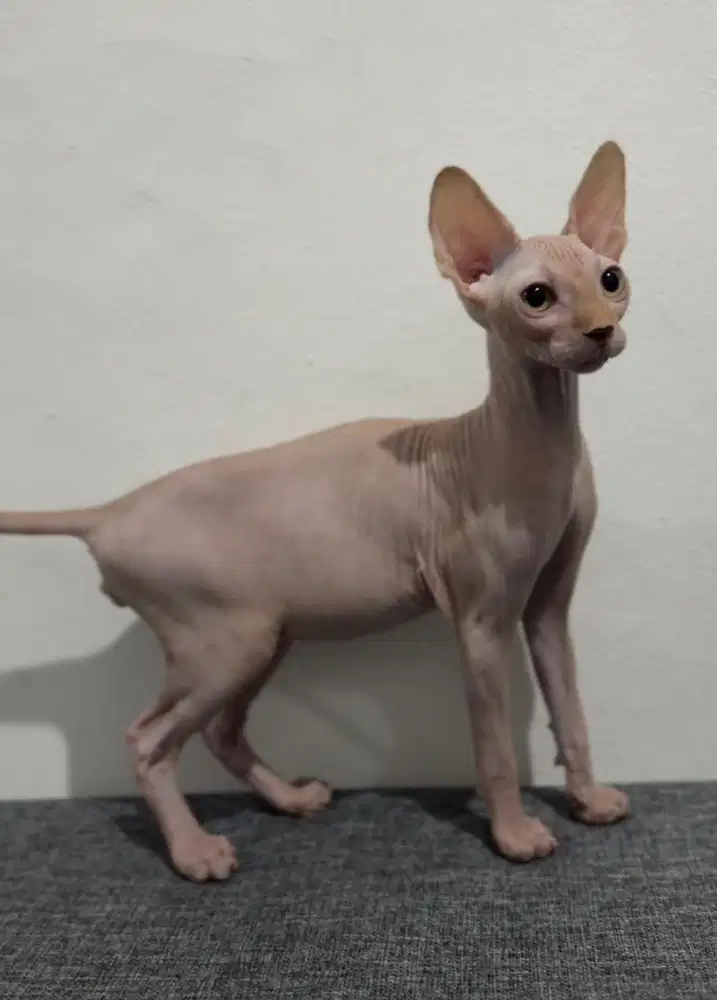 Kitten Sphynx jantan