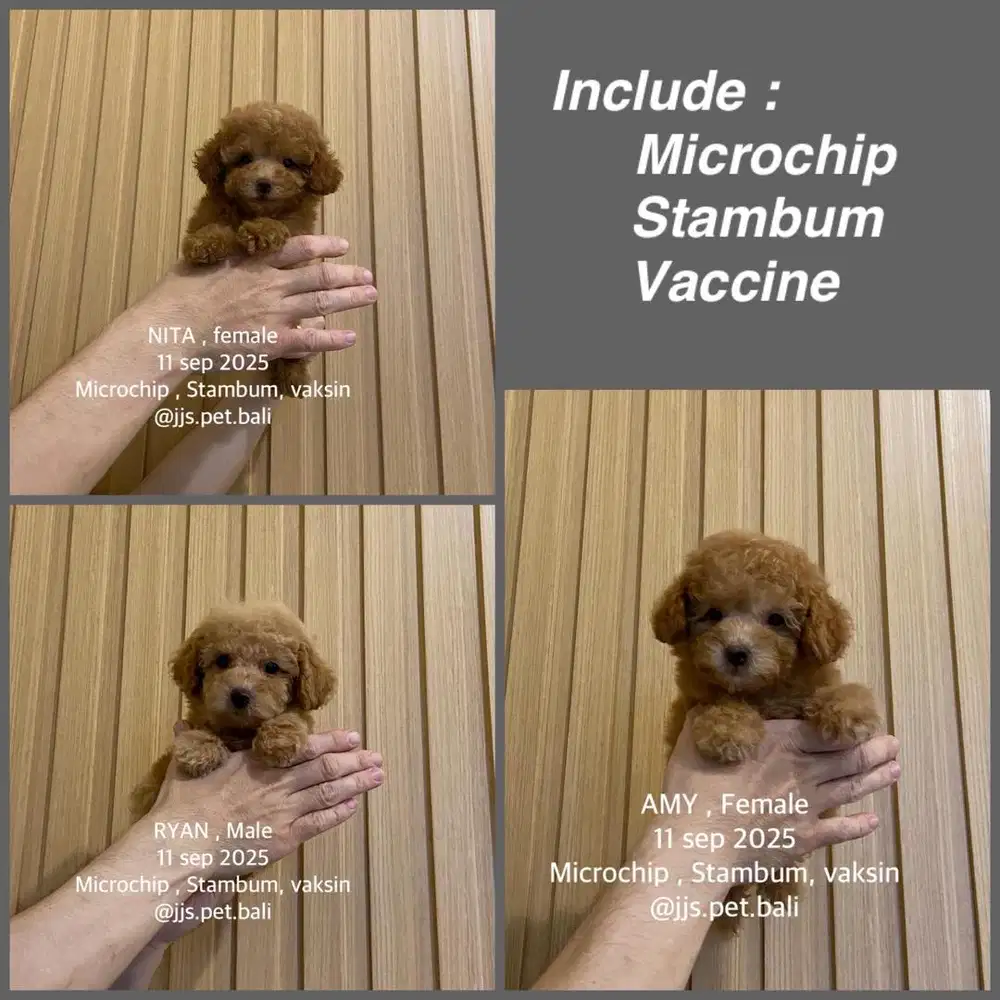 Toy poodle stambum perkin
