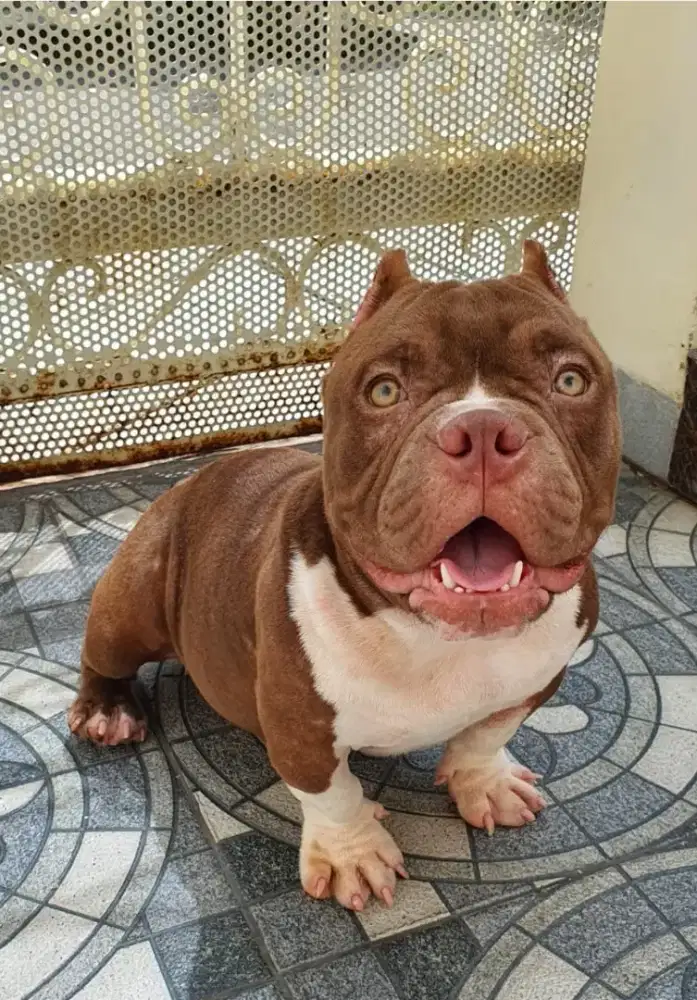 American Exotic Bully