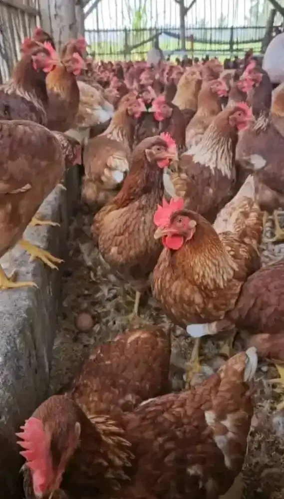 AYAM PETELUR BETINA USIA 25/27 MINGGU  SIAP CETAK TELUR