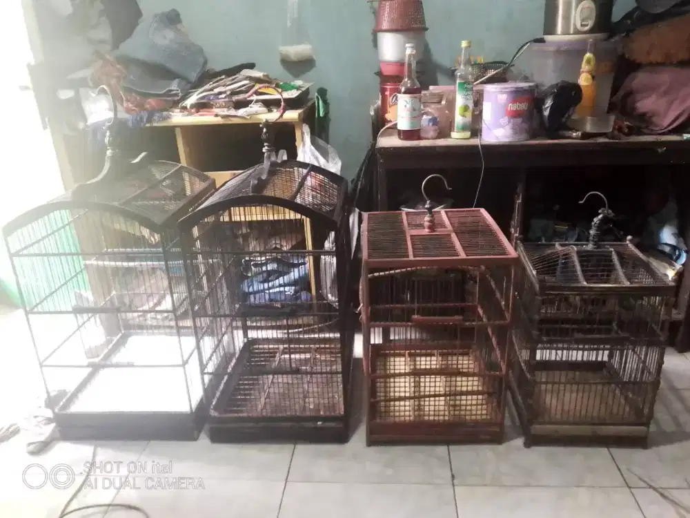 4 Kandang kotak di BSD