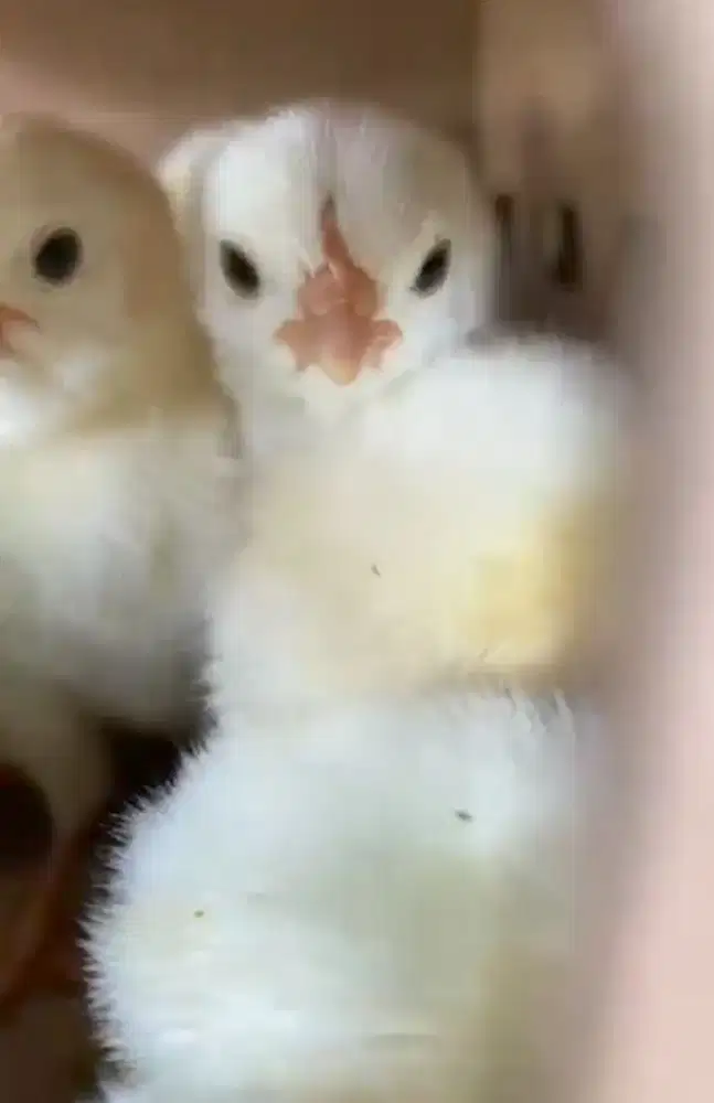 Anak ayam atau doc elba