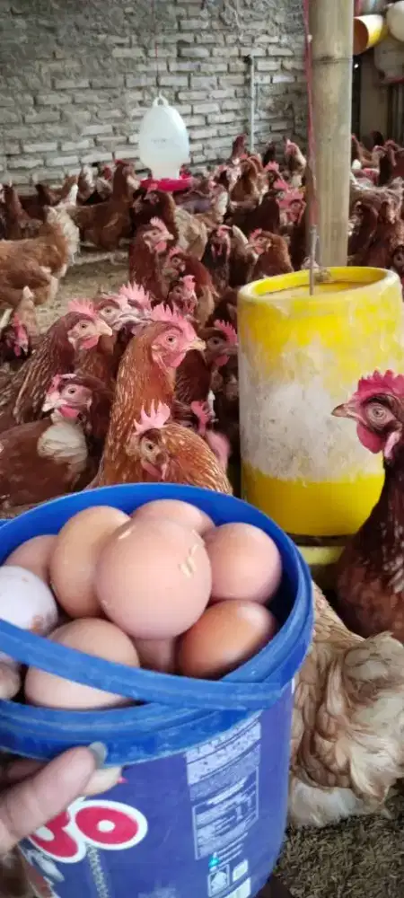 AYAM PETELUR BETINA USIA 25/27 MINGGU