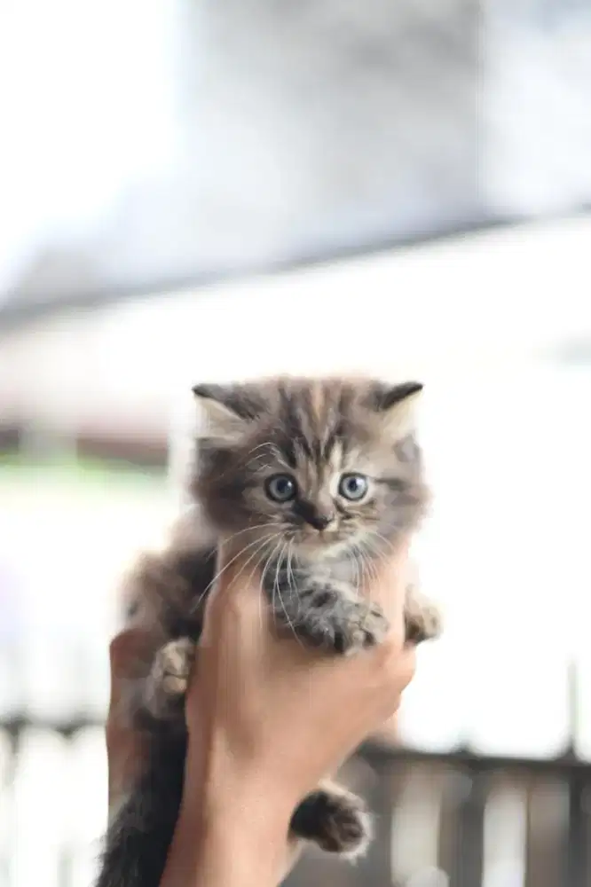 Bu  PERSIMED usia 3 bln