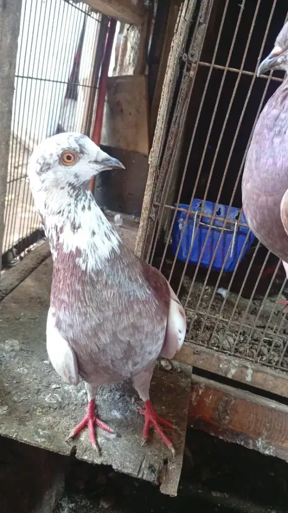 Yg mau nerusin mangga