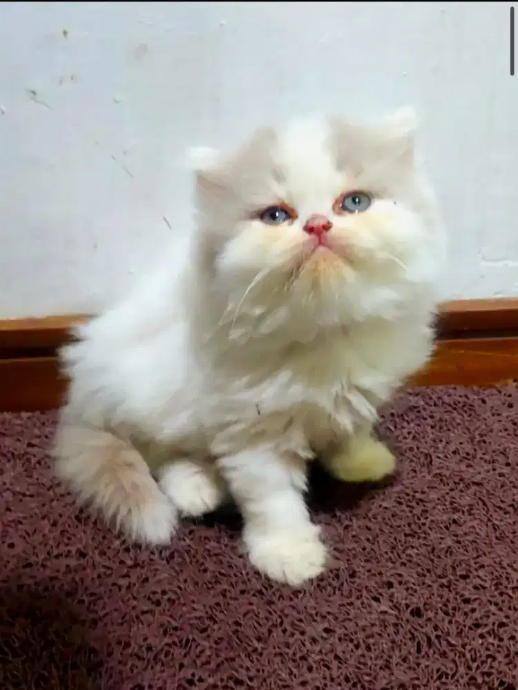Kitten Persia Flatnose
