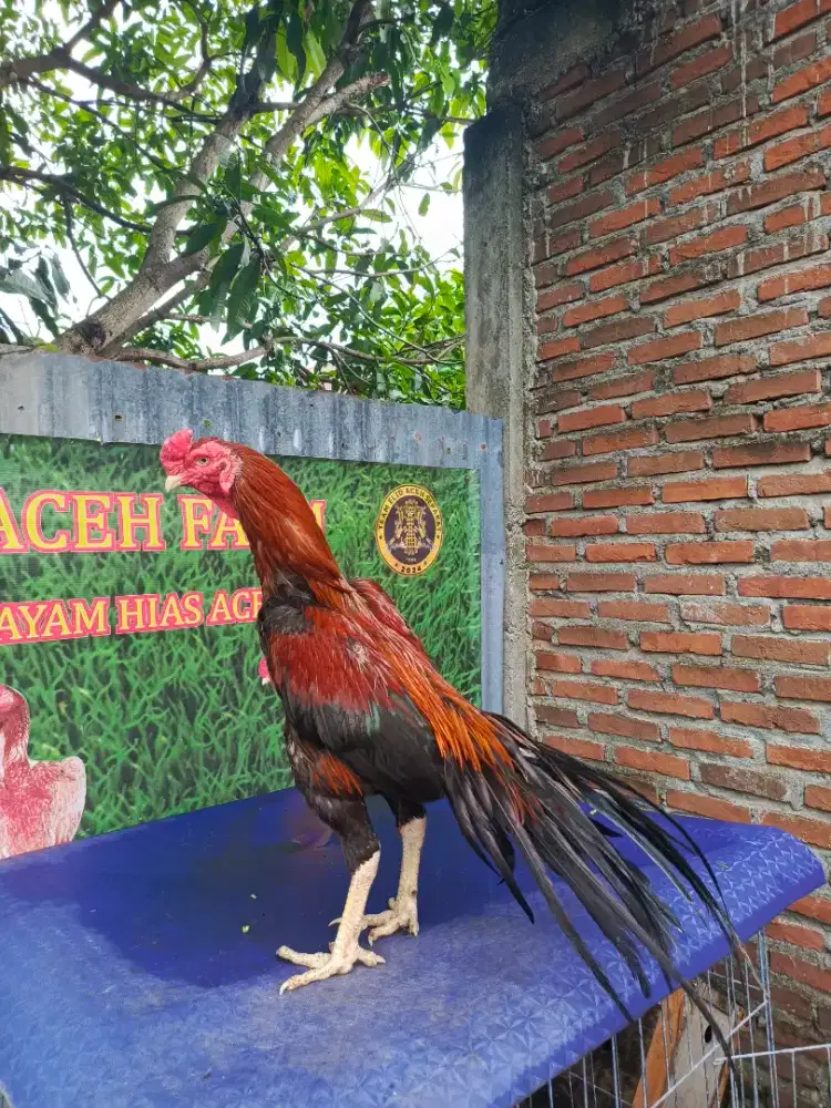 Ayam hias ekor lidi ori