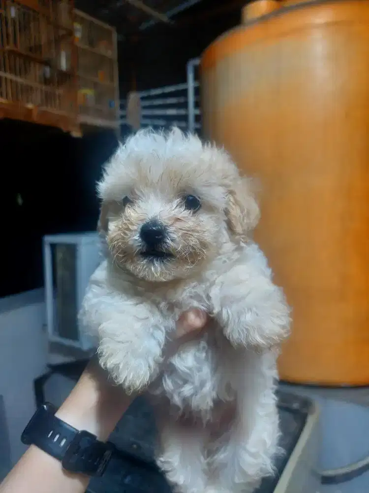 Dijualan anakan Poodle Apricot