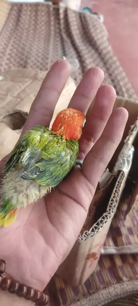 Lovebird biola lolohan