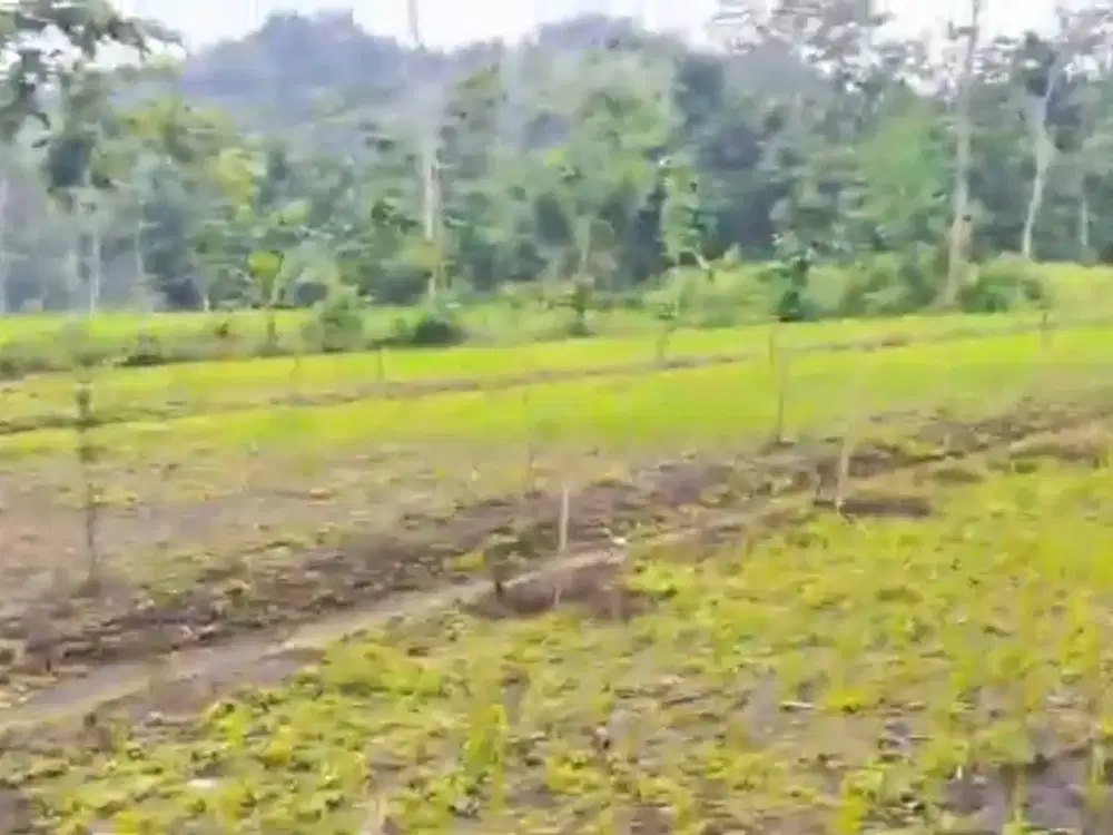 Tanah Nempel Sumber Mata Air