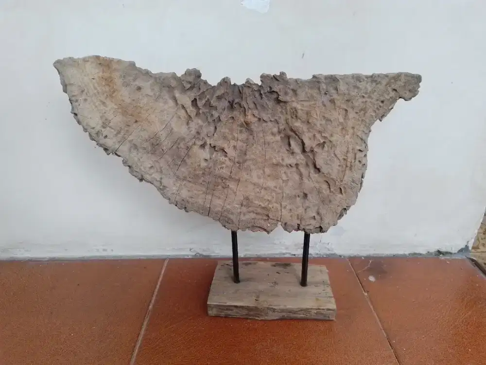 Jati erosi  pajangan meja