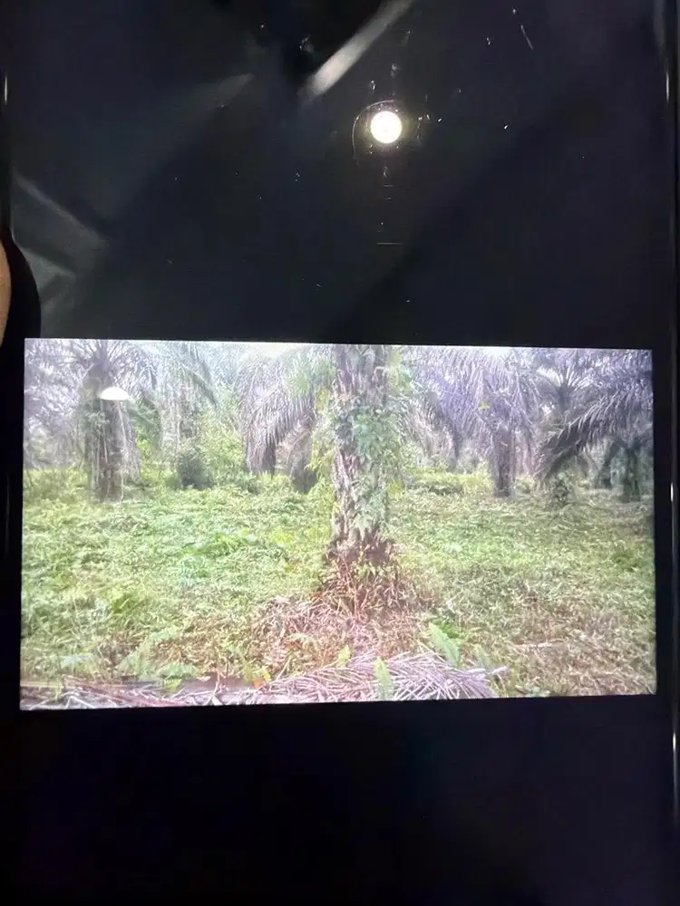 di cari tukang kebun sawit dan supir