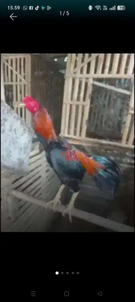 Jual 7 ekor ayam pakoy