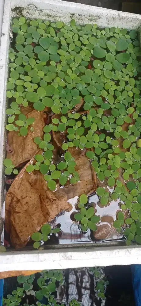 Burayak ikan cupang multi