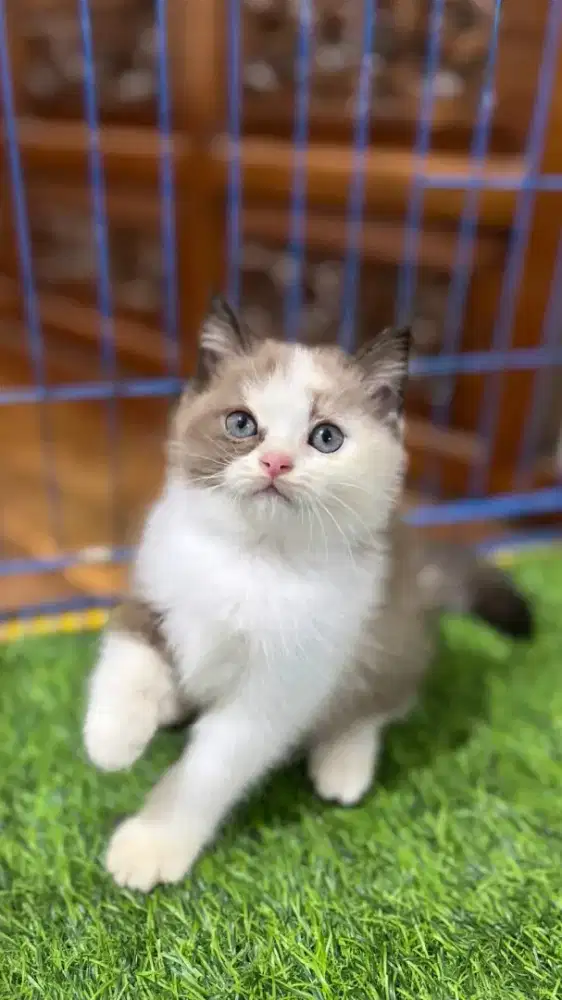 british short hair (bsh) mix ragdoll betina pipi chubiii (bulat)