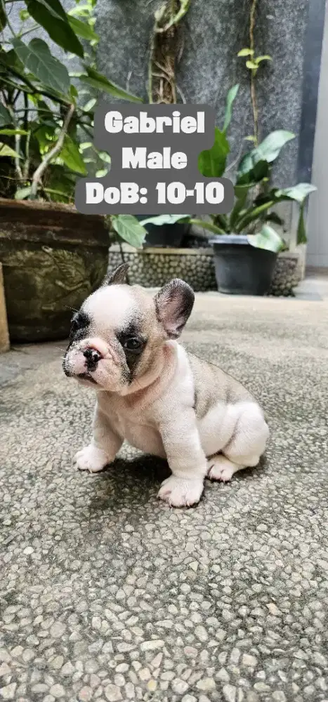 French Bulldog Stamboom