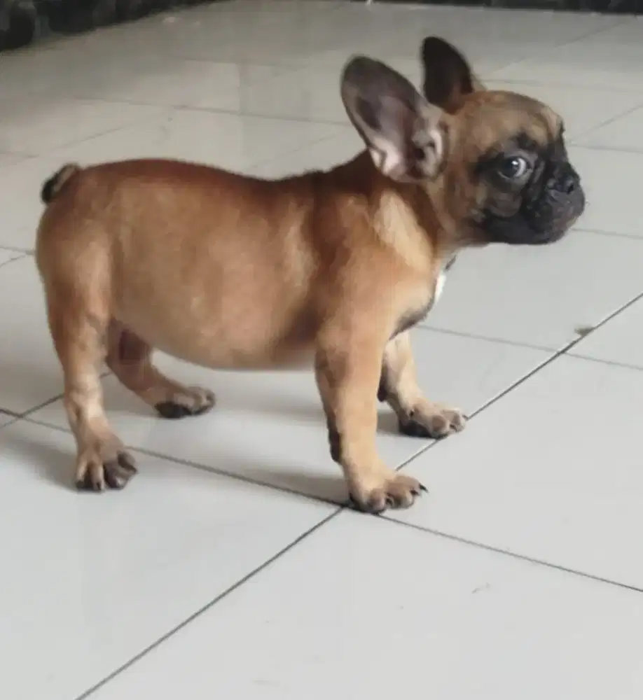 Jual anjing French bulldog betina