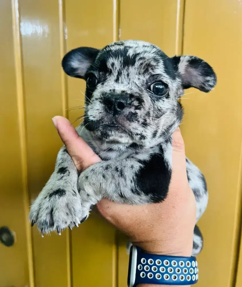 French bulldog marele betina