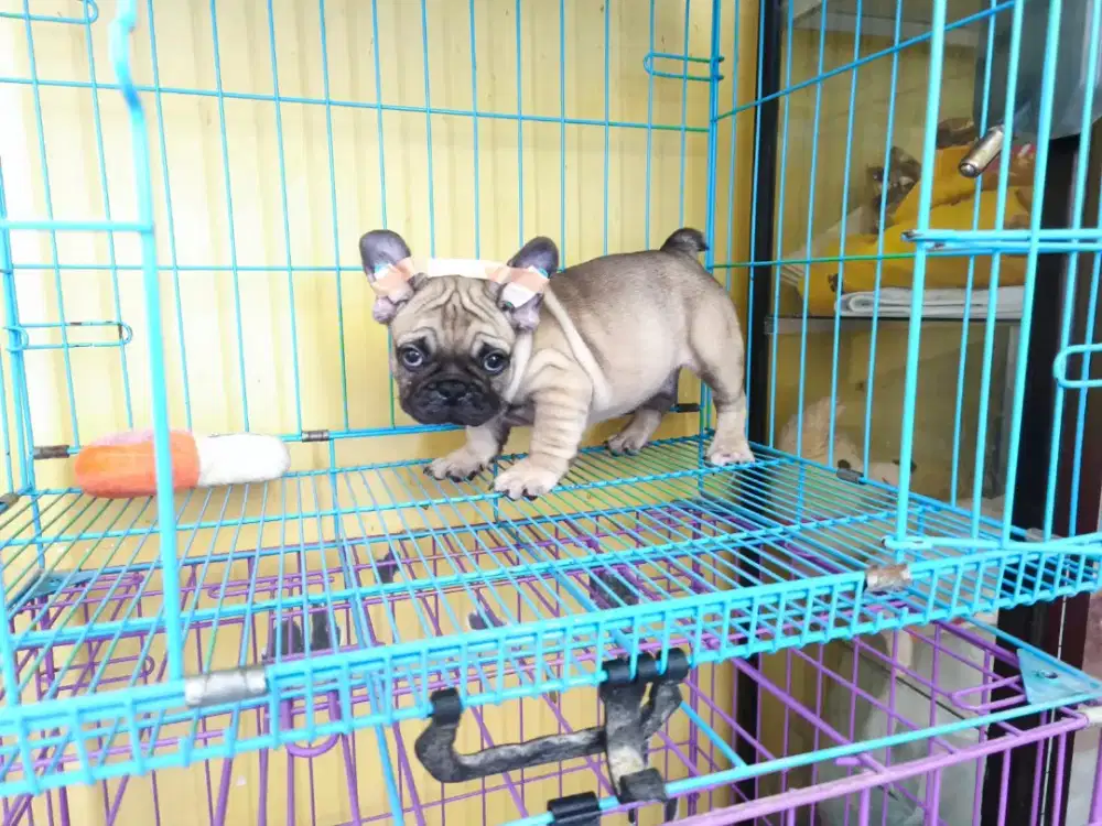 French bulldog jantan