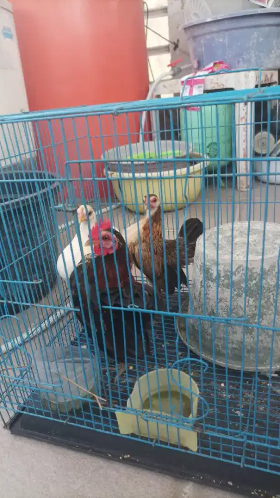 Yo bosku ayam serama nya