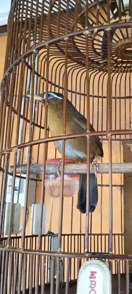 Wambi body bige rajin